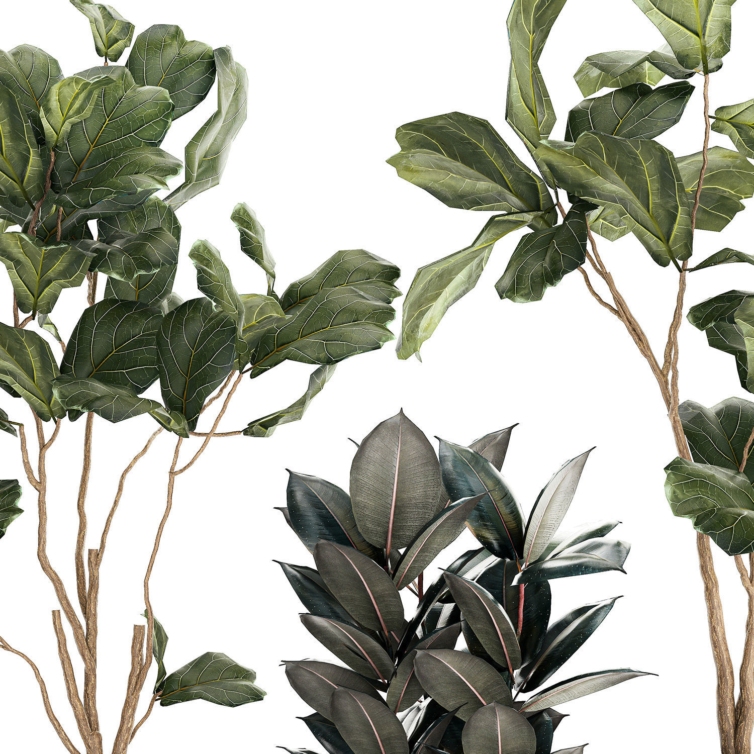 Ficus elastica and Ficus lyrata trees in flower pots 1244 3D model_9