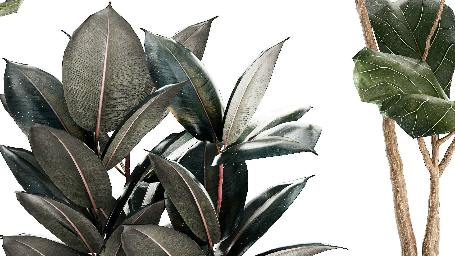 Ficus elastica and Ficus lyrata trees in flower pots 1244 3D model_6