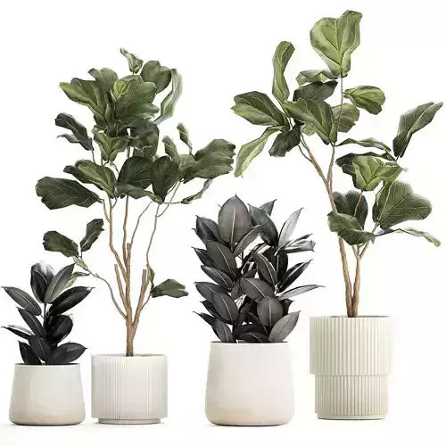 Ficus elastica and Ficus lyrata trees in flower pots 1244 3D model