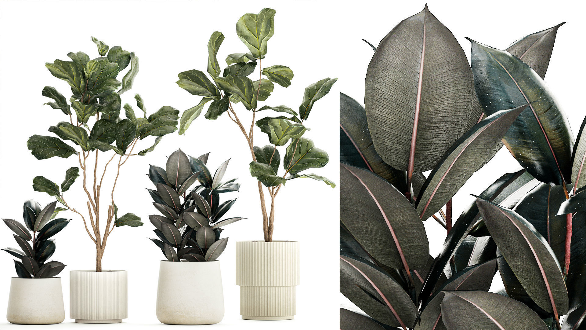 Ficus elastica and Ficus lyrata trees in flower pots 1244 3D model_1