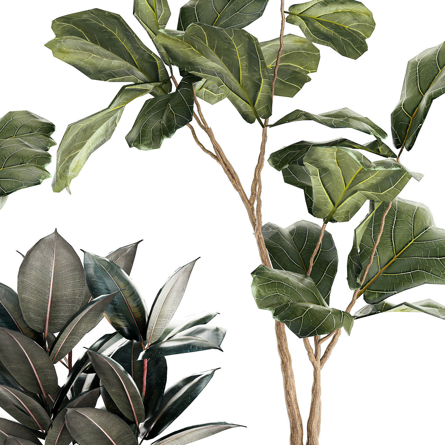 Ficus elastica and Ficus lyrata trees in flower pots 1244 3D model_10