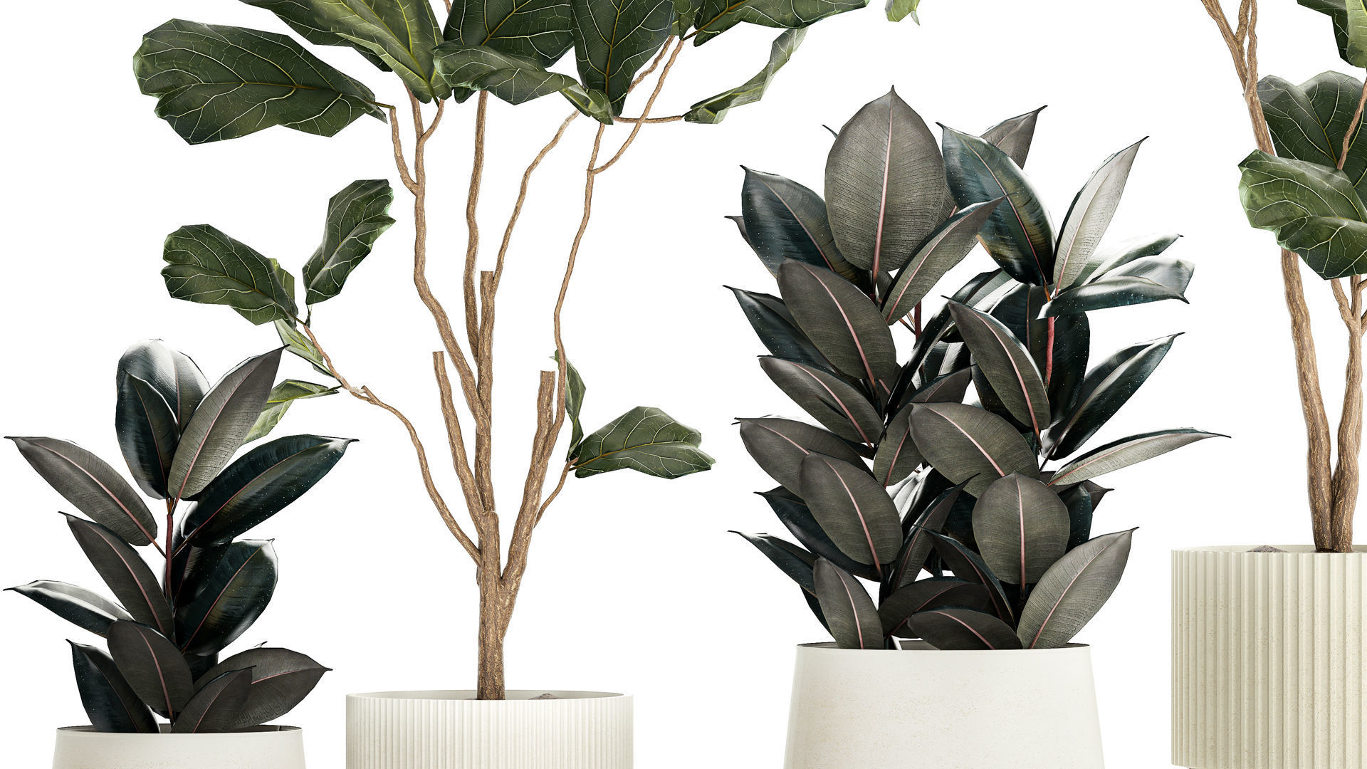 Ficus elastica and Ficus lyrata trees in flower pots 1244 3D model_5