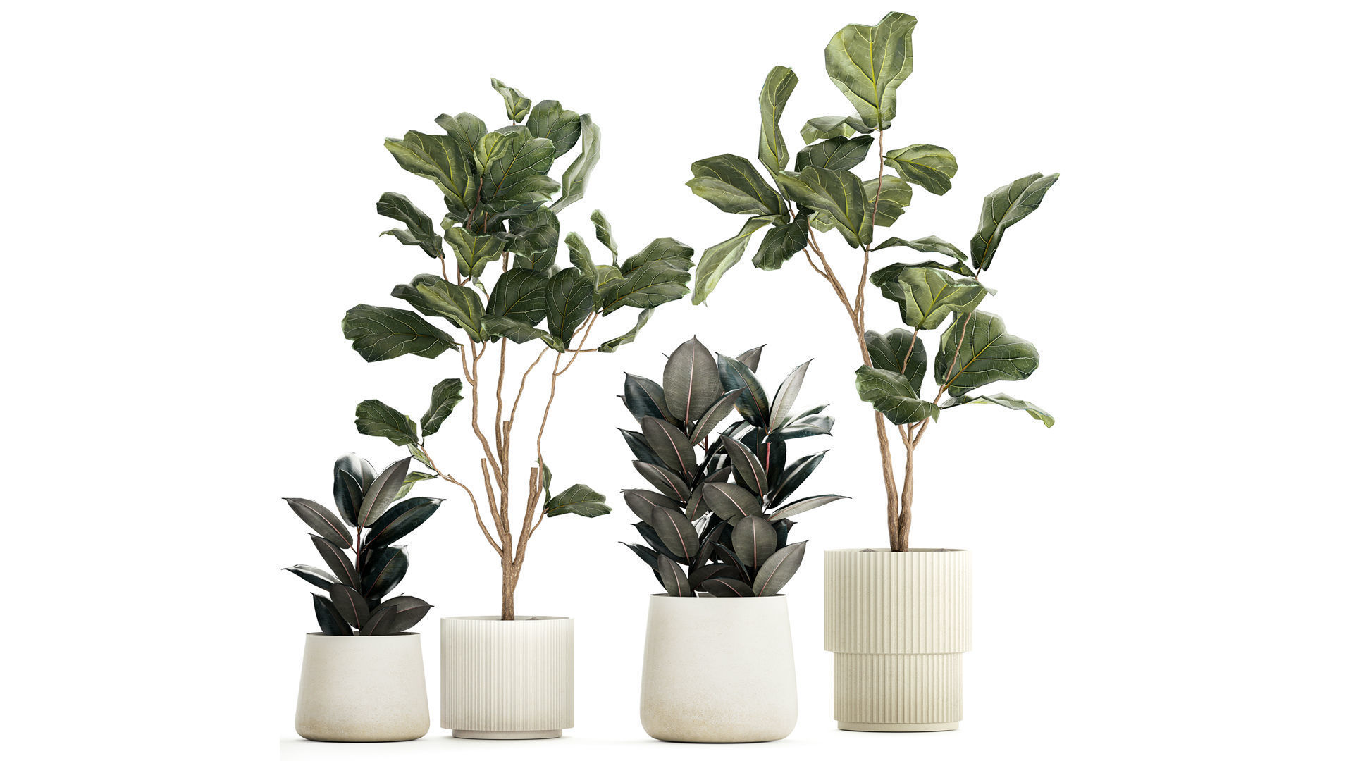 Ficus elastica and Ficus lyrata trees in flower pots 1244 3D model_2