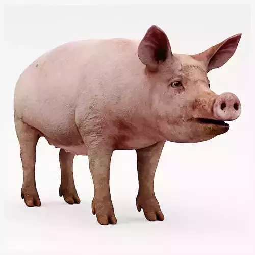 farm pig 3D model