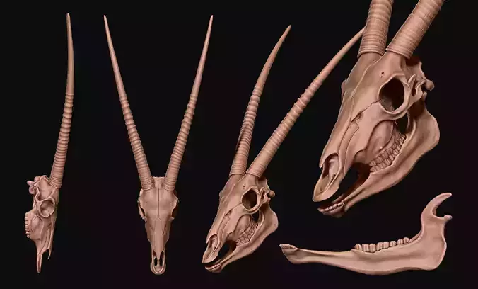 Oryx - Oryx gazella Skull 3D print model