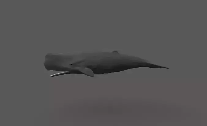 Sperm whale