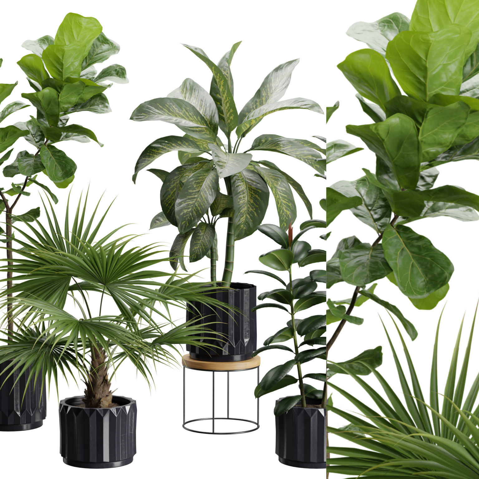 Indoor Plants Pack 45 3D model_1