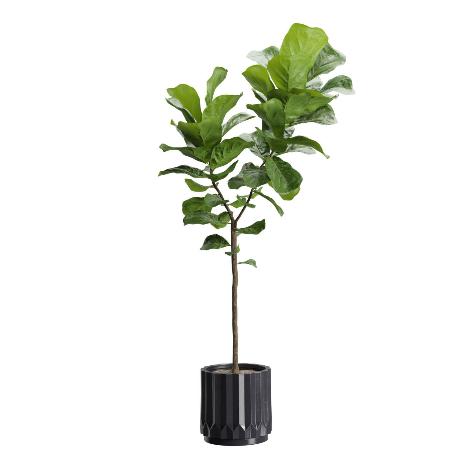 Indoor Plants Pack 45 3D model_4