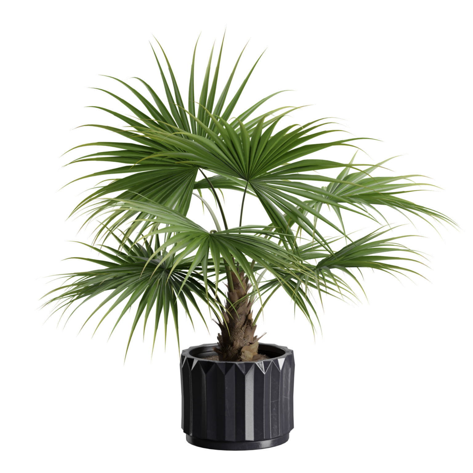 Indoor Plants Pack 45 3D model_3