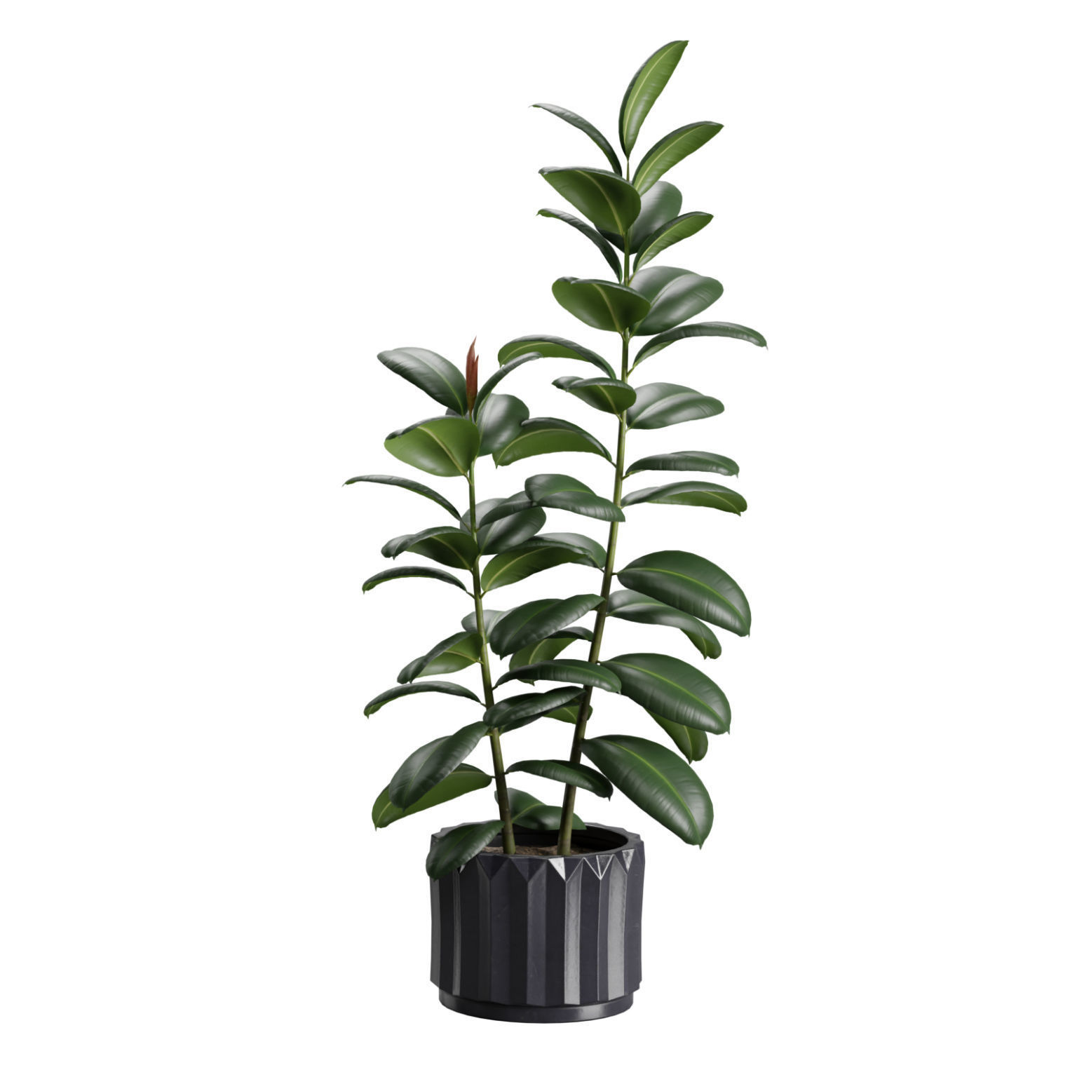 Indoor Plants Pack 45 3D model_6