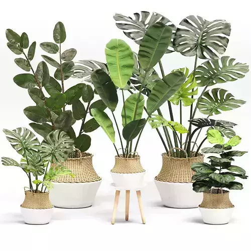 Indoor Plants set 01