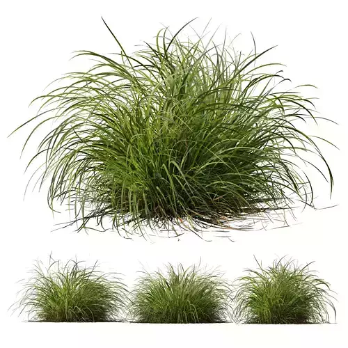 Plants Carex Elata Aurea Grass Version2 3D model