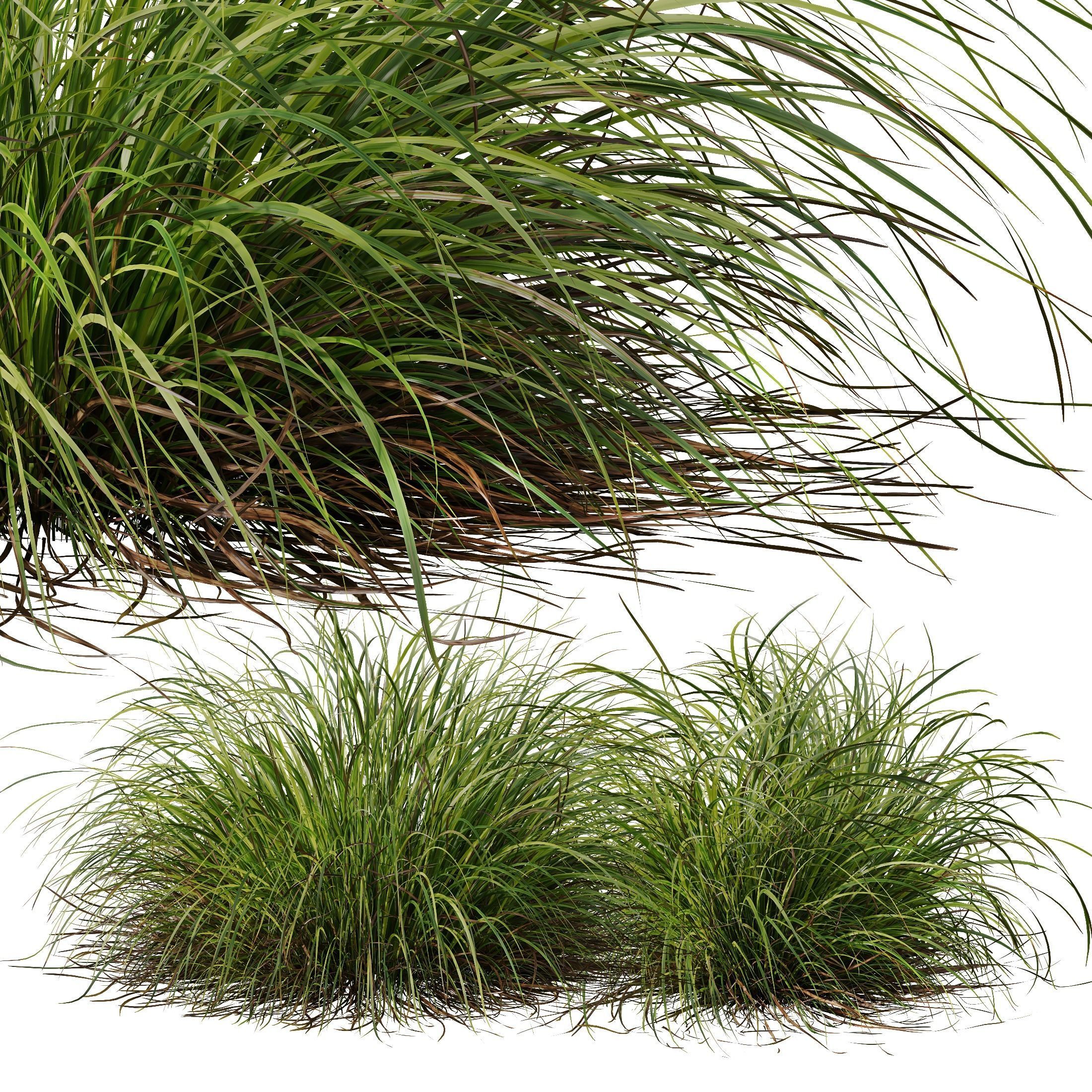 Plants Carex Elata Aurea Grass Version2 3D model_3
