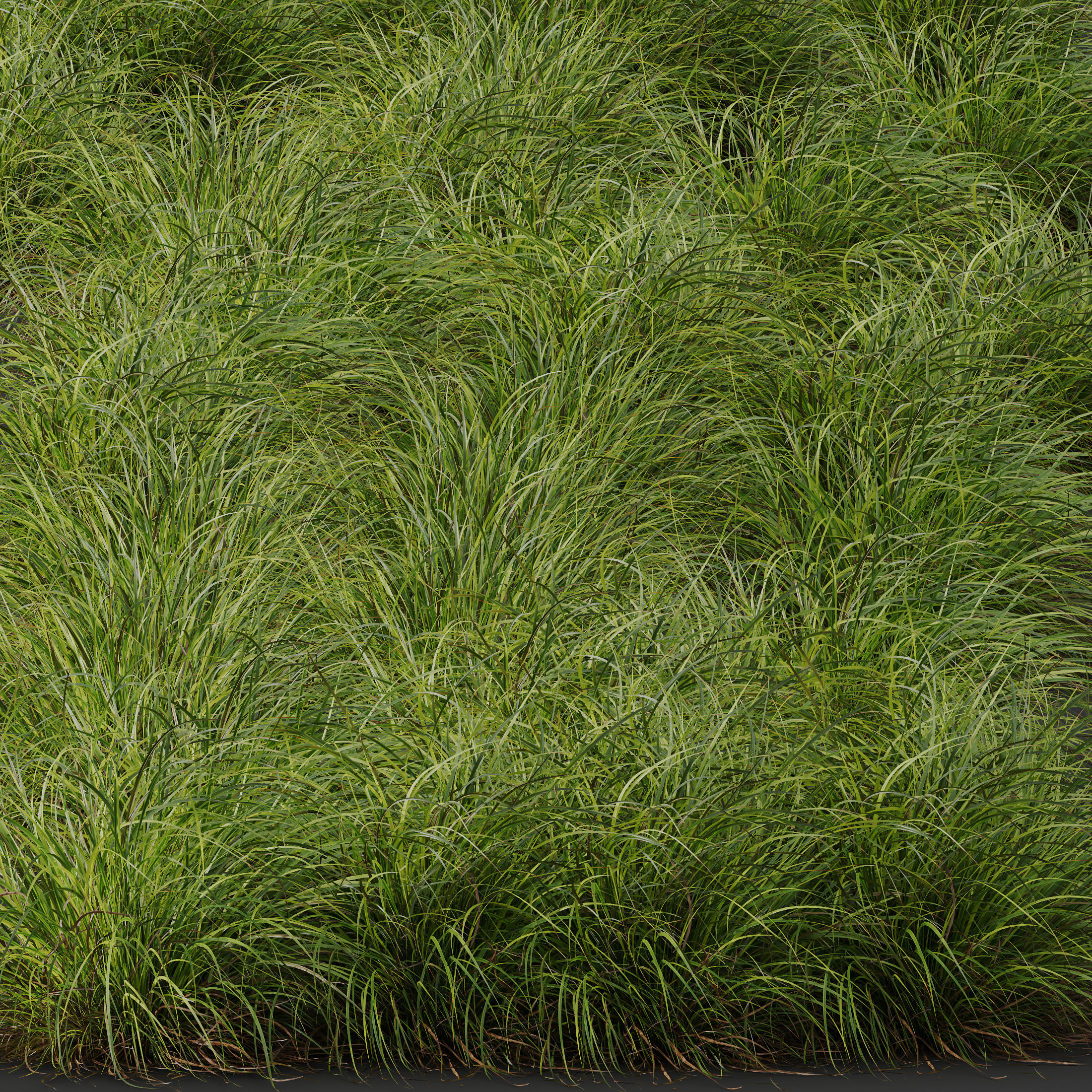 Plants Carex Elata Aurea Grass Version2 3D model_2