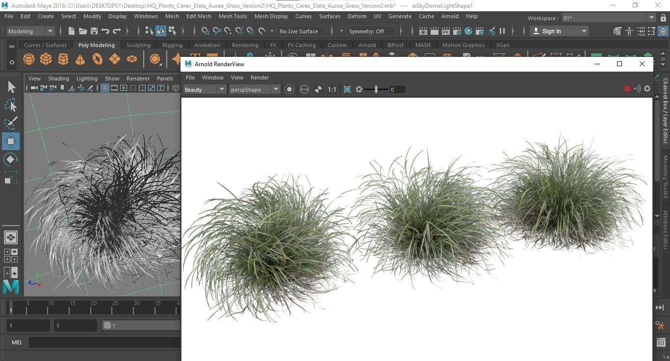 Plants Carex Elata Aurea Grass Version2 3D model_7