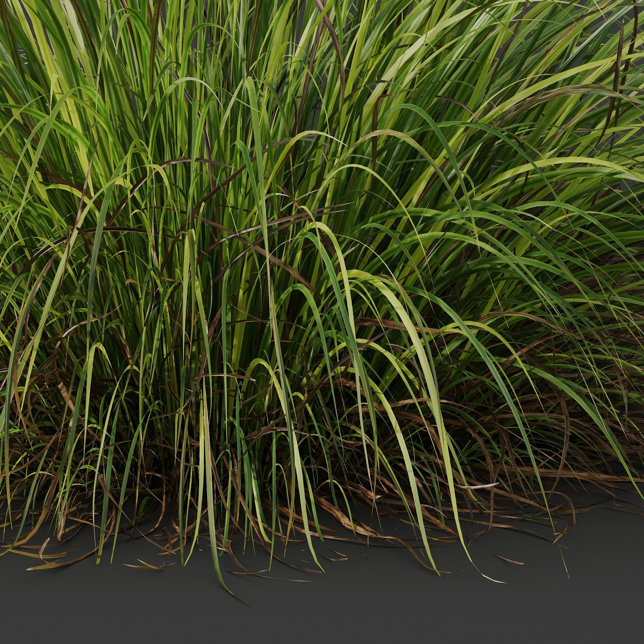 Plants Carex Elata Aurea Grass Version2 3D model_1