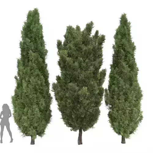 Mediterranean Cypress Italian Cypress High details Tree 3D model