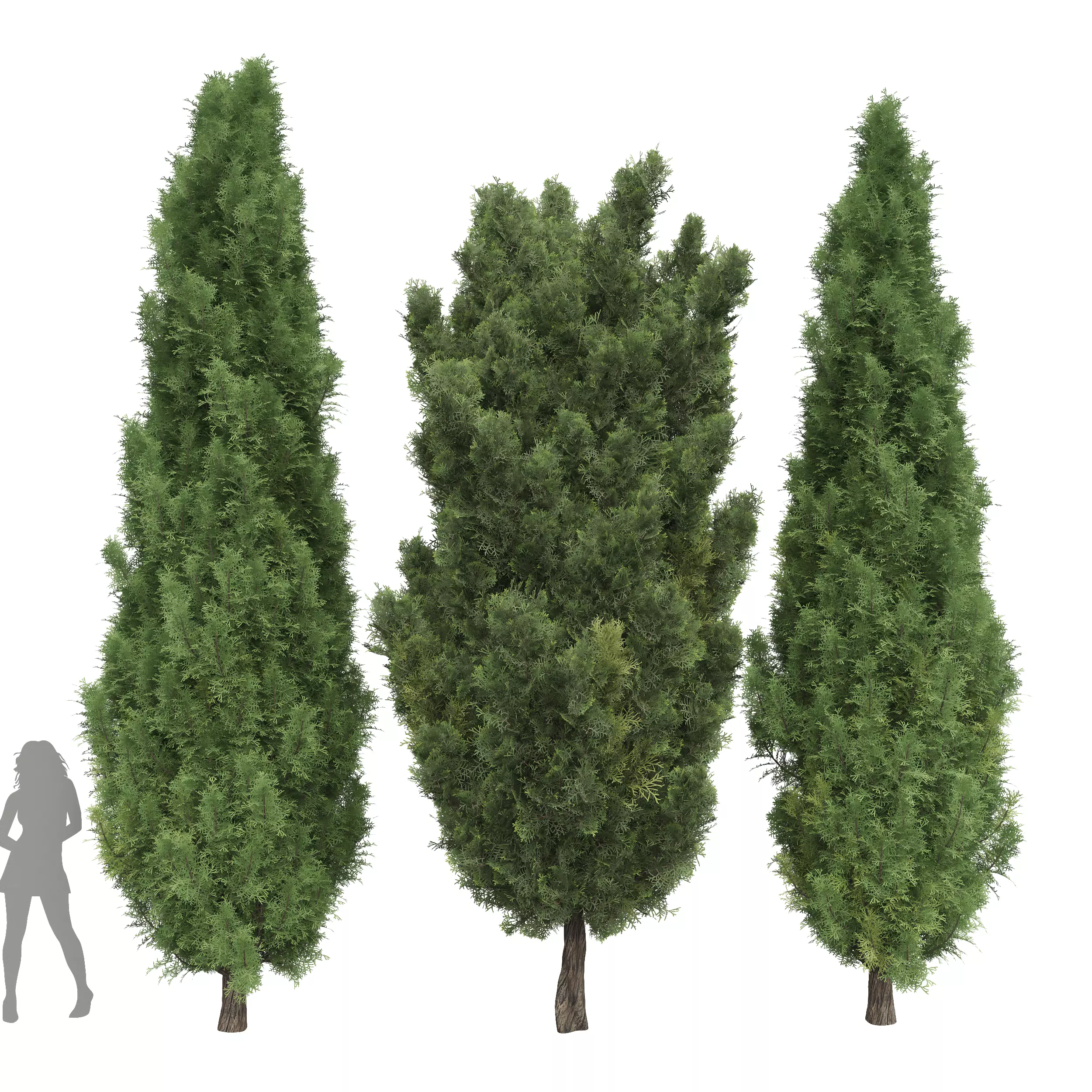 Mediterranean Cypress Italian Cypress High details Tree 3D model