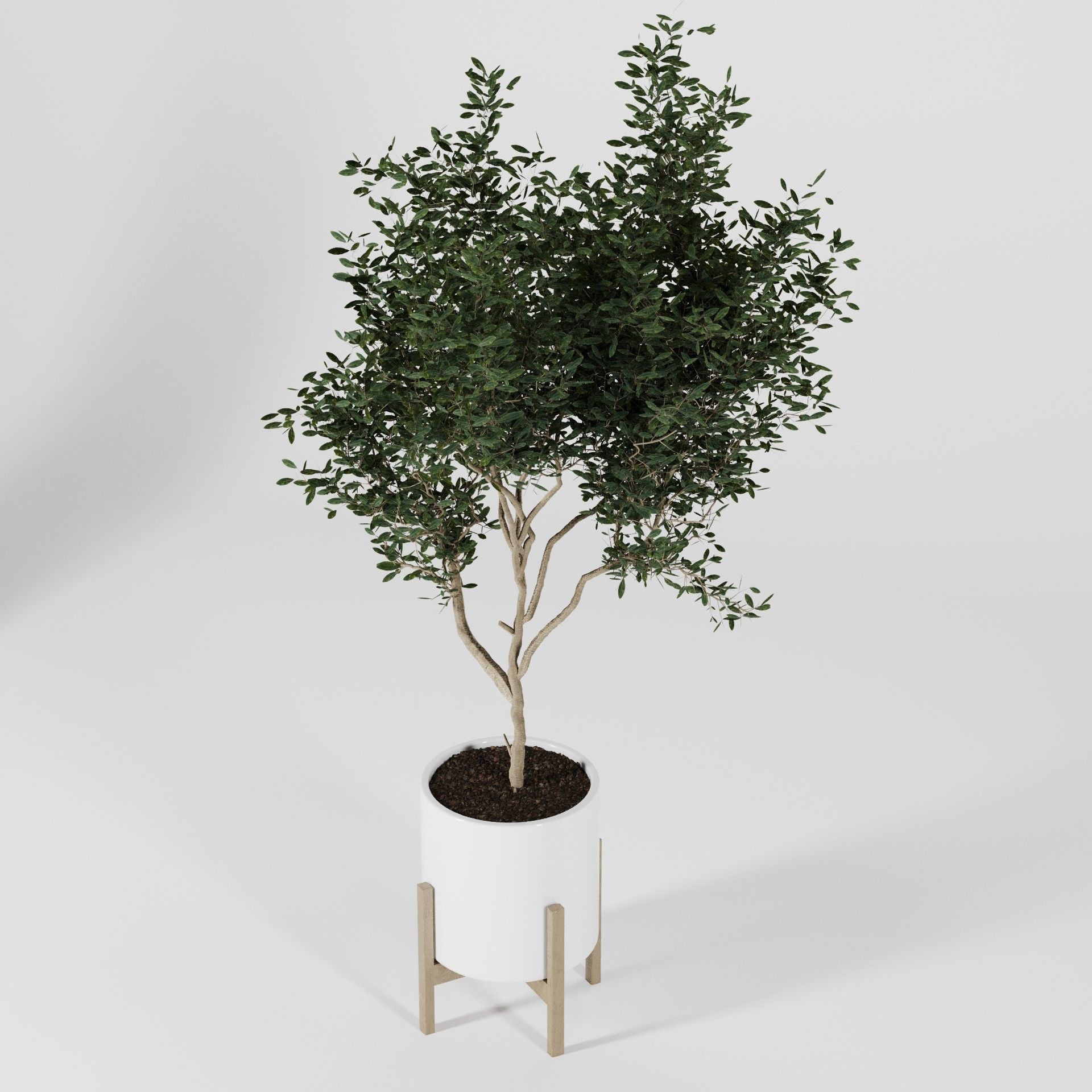 Plant Collection 06 3D model_13