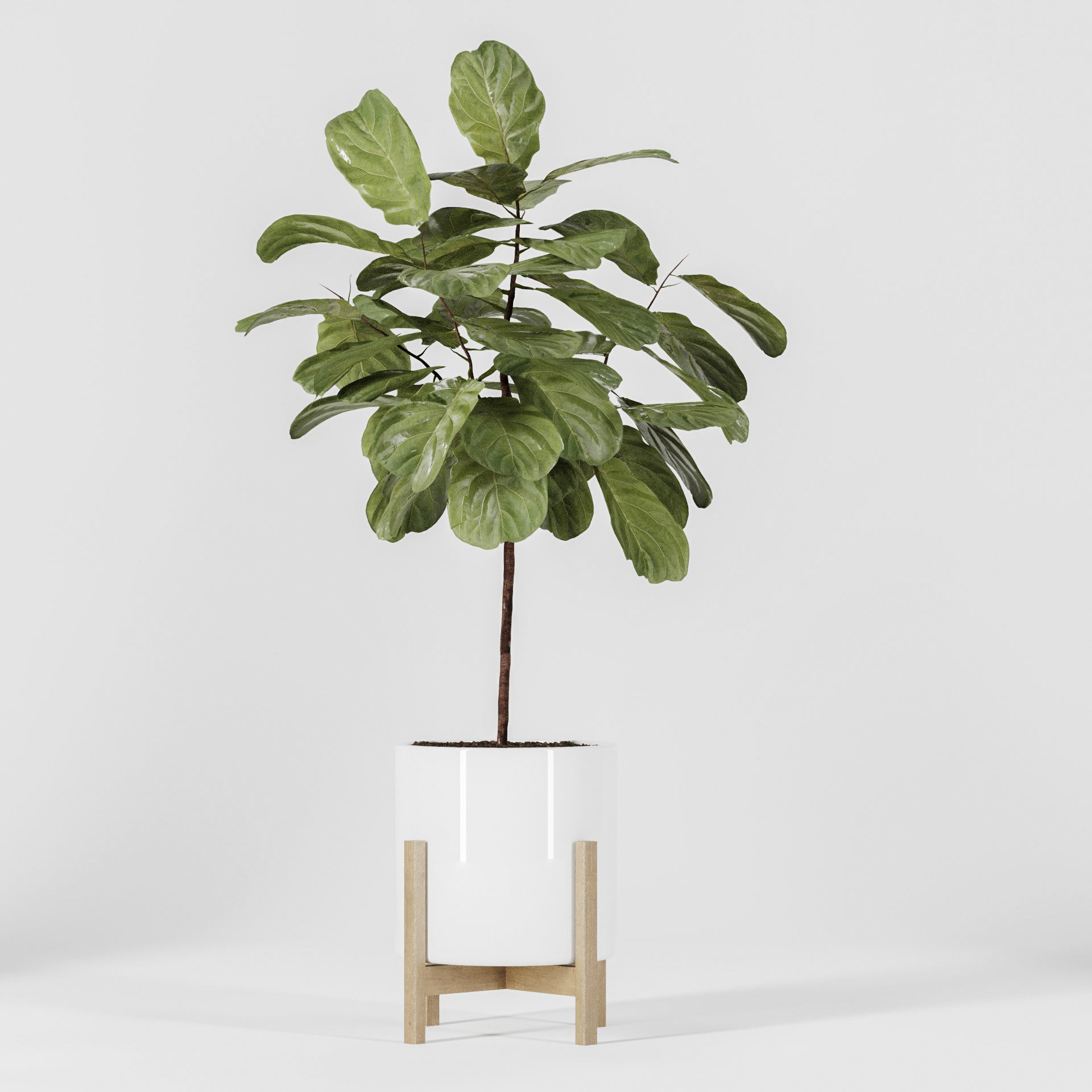 Plant Collection 06 3D model_4