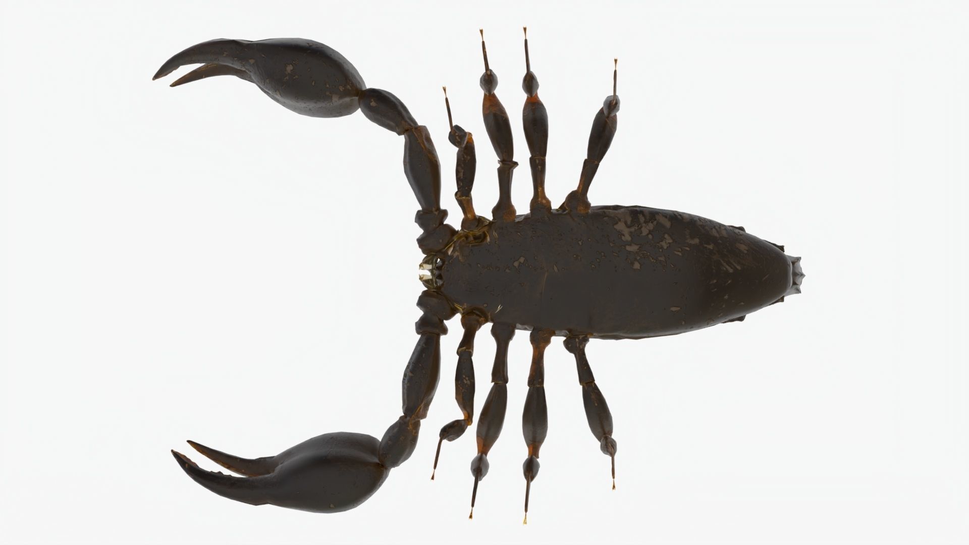 4K Photorealistic Scorpion  3D model_5