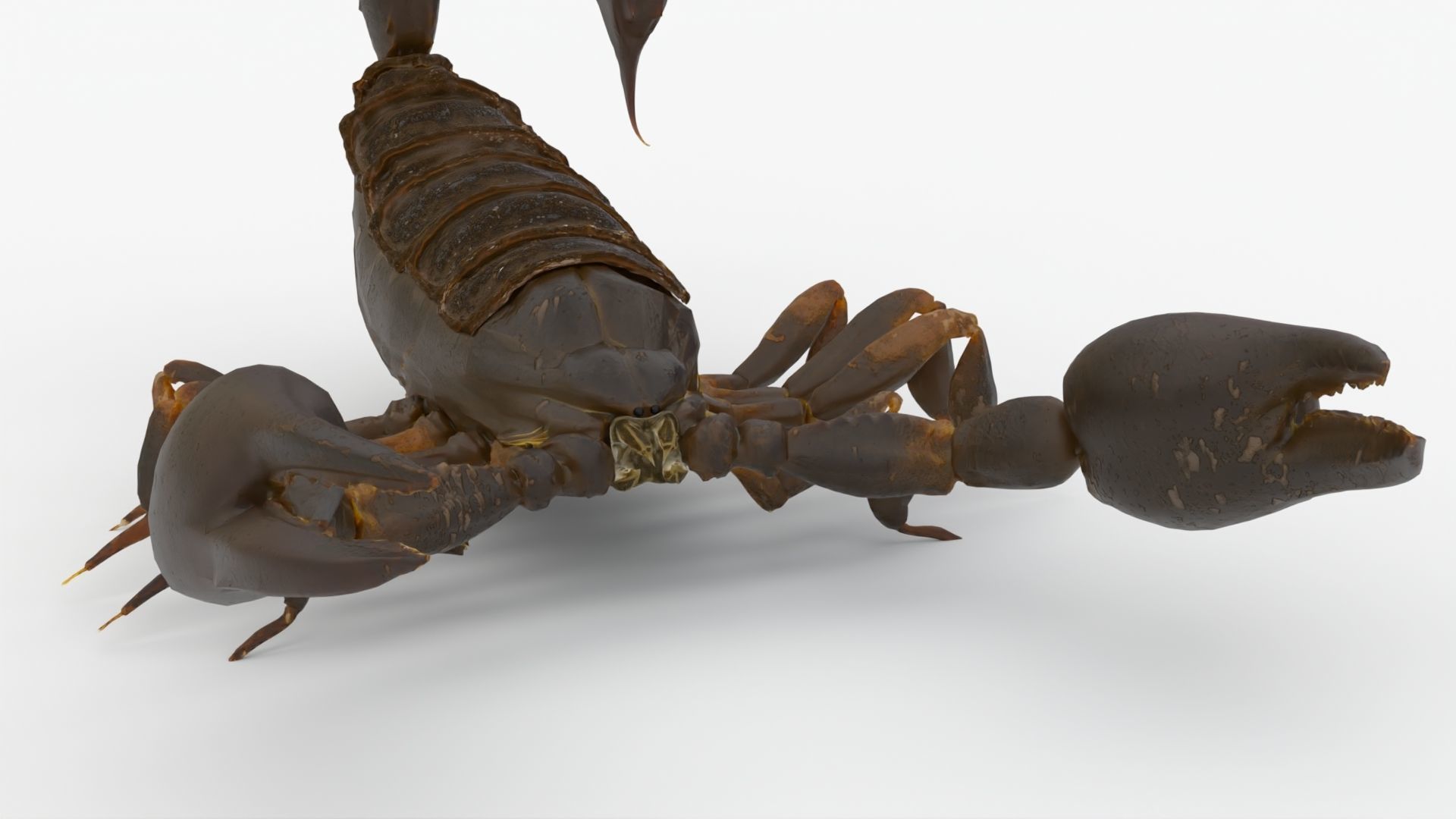 4K Photorealistic Scorpion  3D model_7