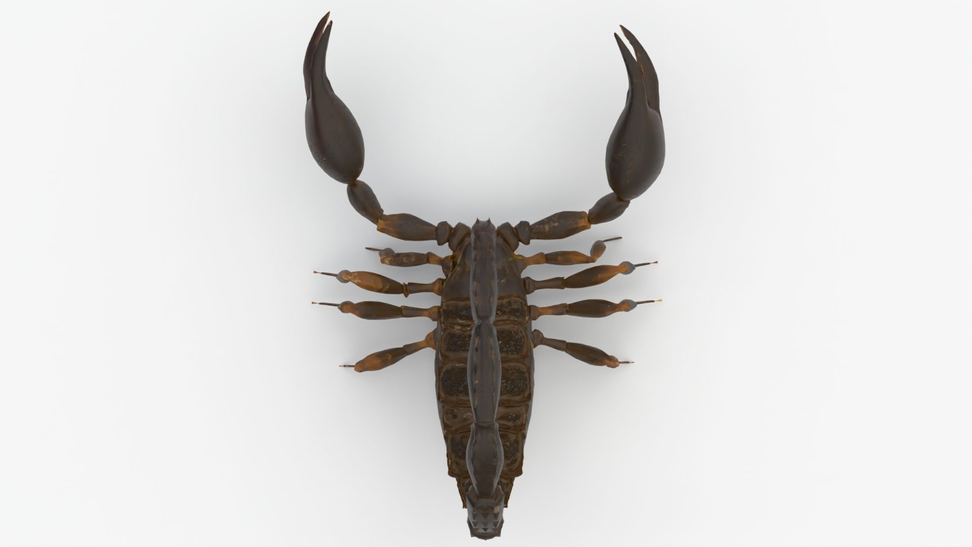 4K Photorealistic Scorpion  3D model_4