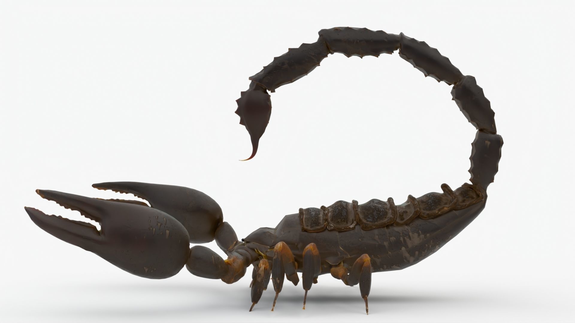 4K Photorealistic Scorpion  3D model_3