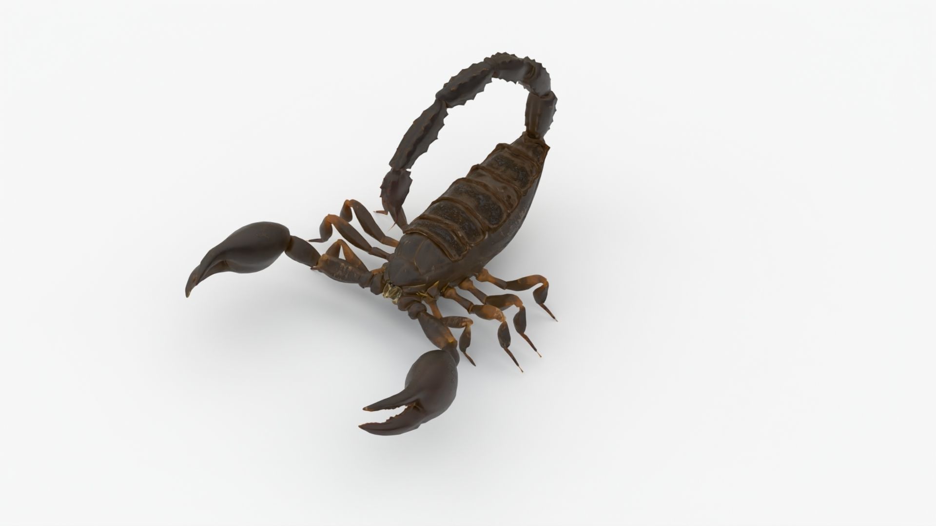 4K Photorealistic Scorpion  3D model_2