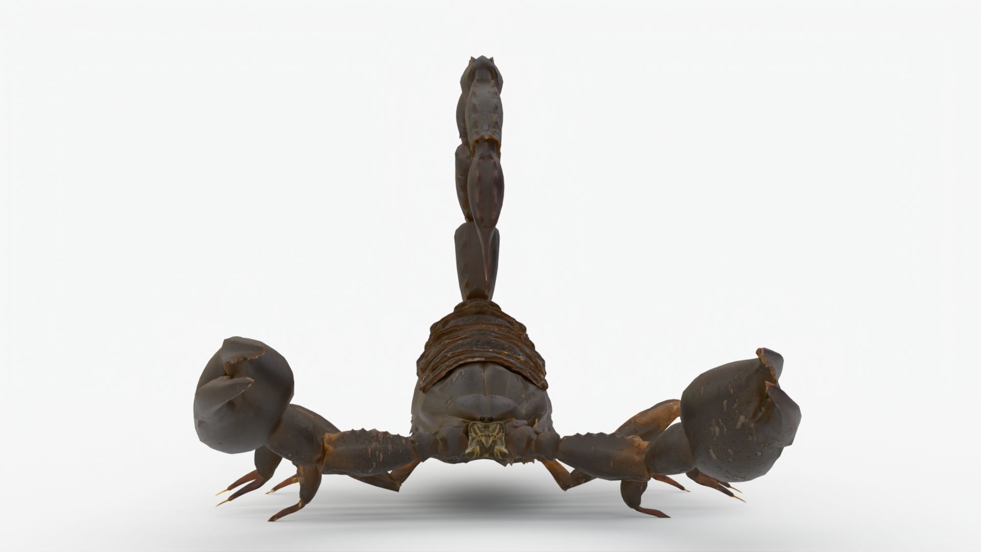 4K Photorealistic Scorpion  3D model_1