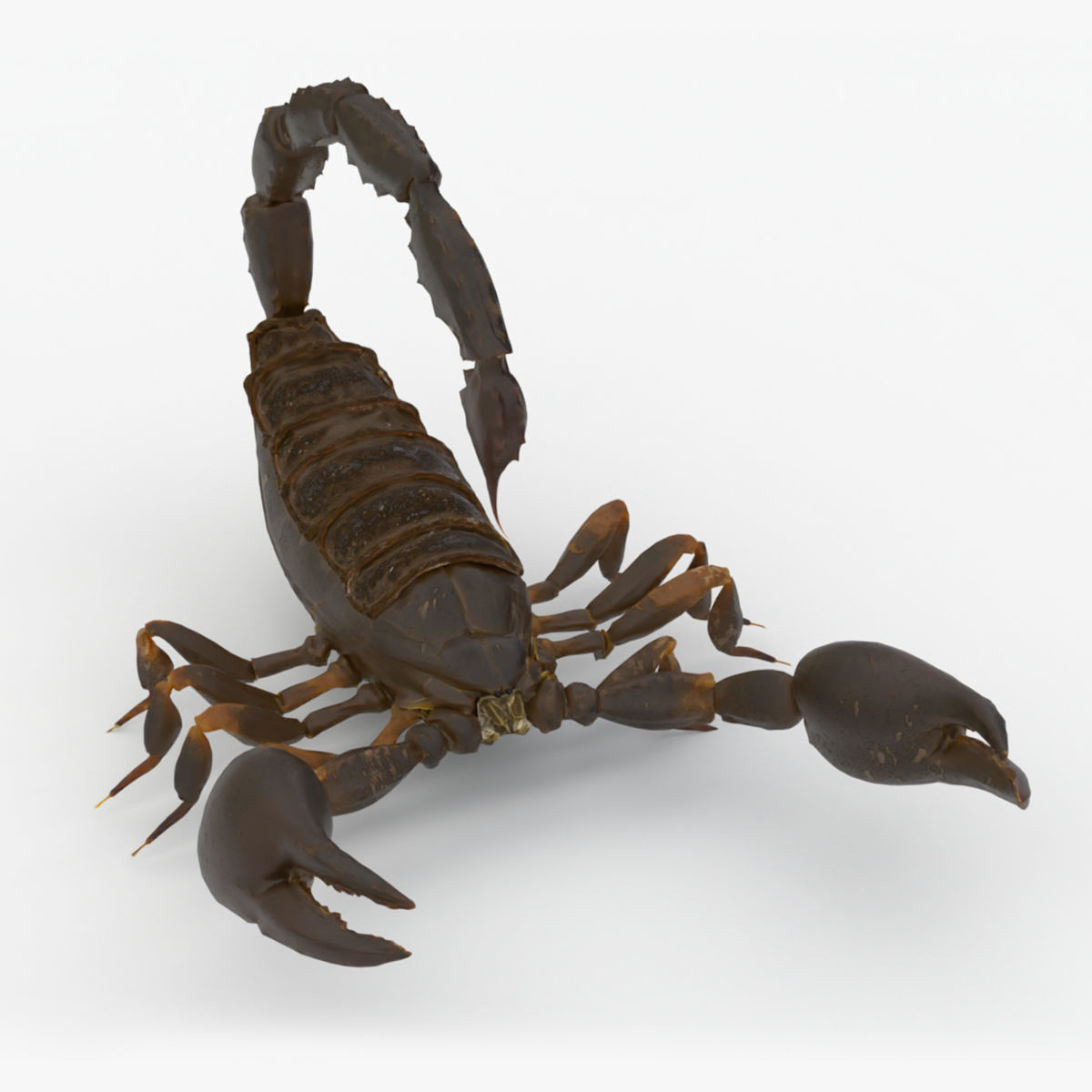 4K Photorealistic Scorpion  3D model_8