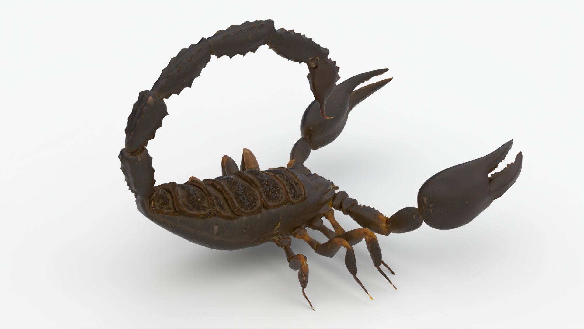 4K Photorealistic Scorpion  3D model_6