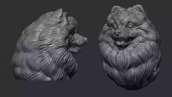 Pomeranian head