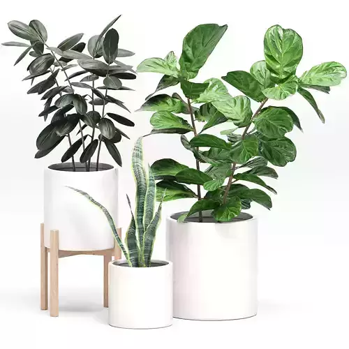 Indoor Plants set 02
