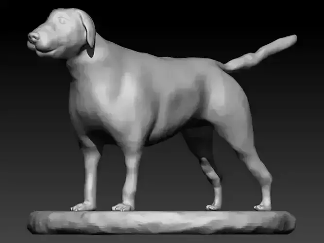 labrador 