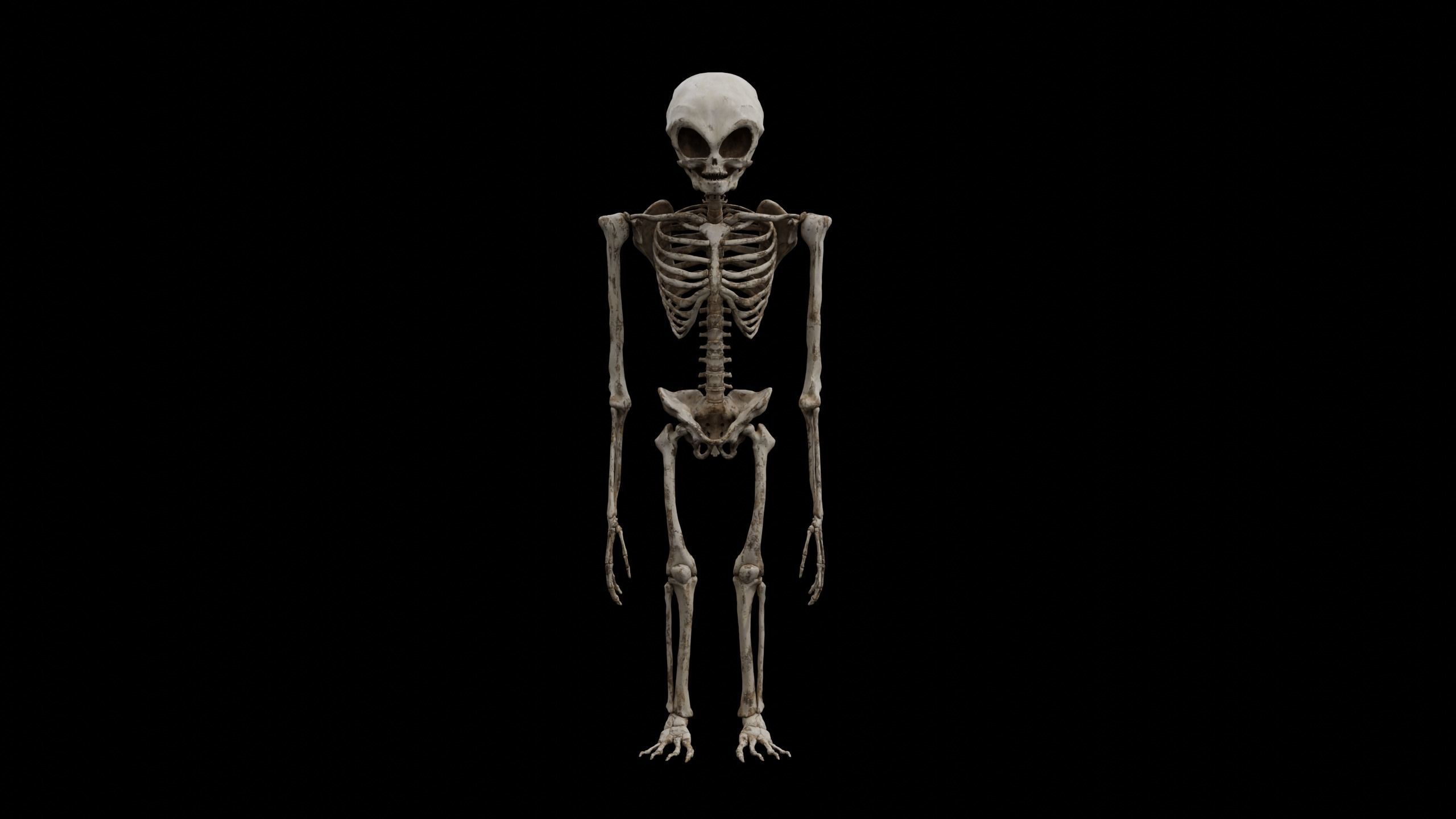 Humanoid Alien Skeleton  Low-poly 3D model_11