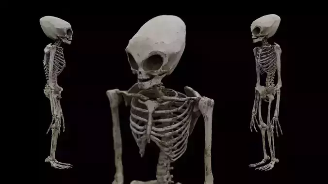 Humanoid Alien Skeleton  Low-poly 3D model