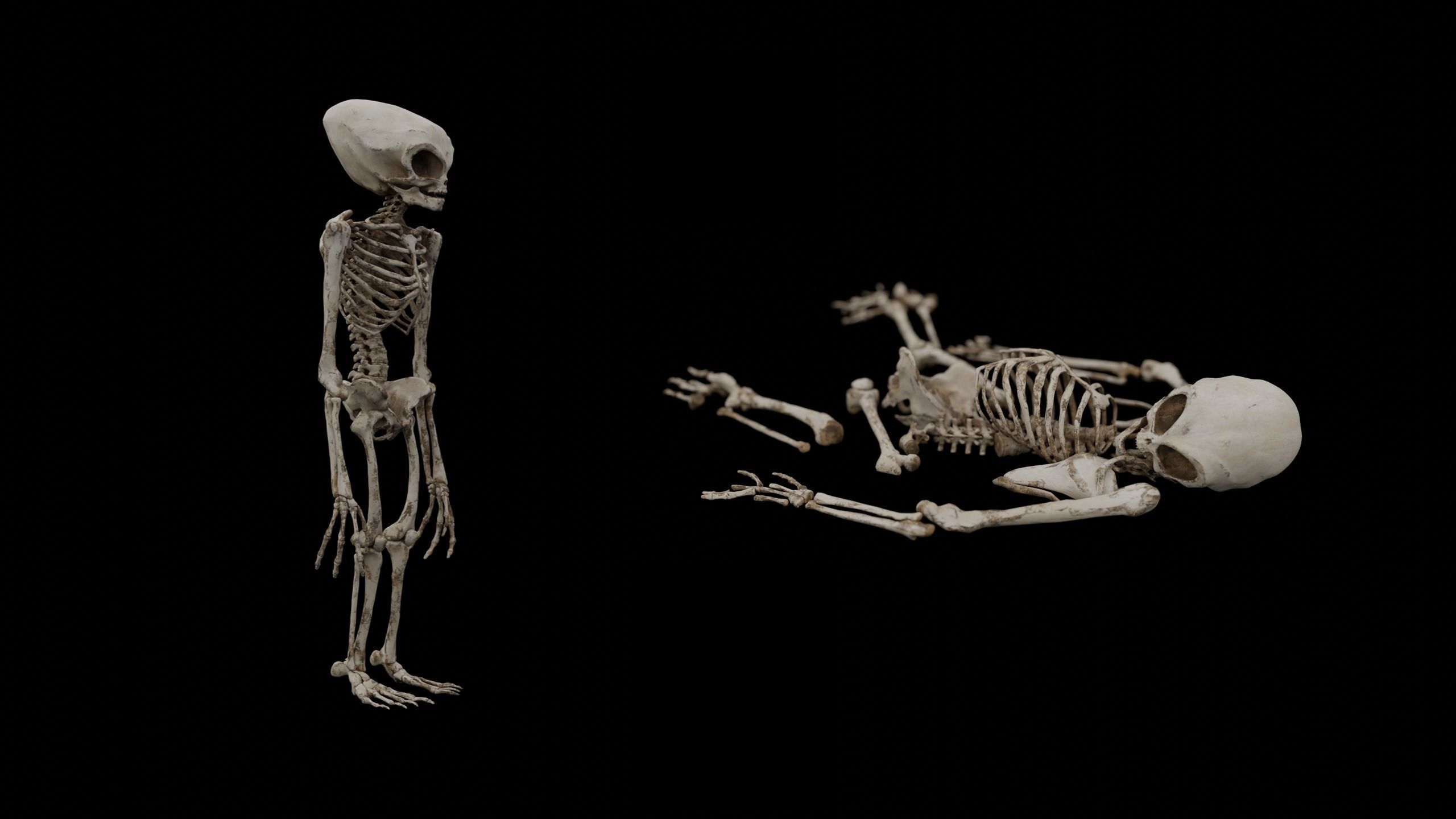 Humanoid Alien Skeleton  Low-poly 3D model_4