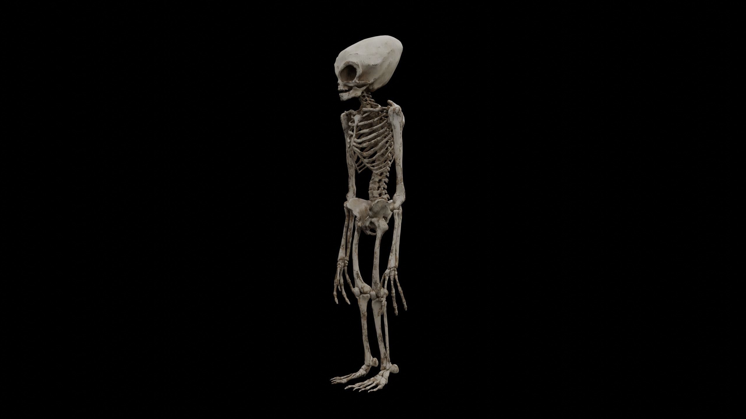 Humanoid Alien Skeleton  Low-poly 3D model_5