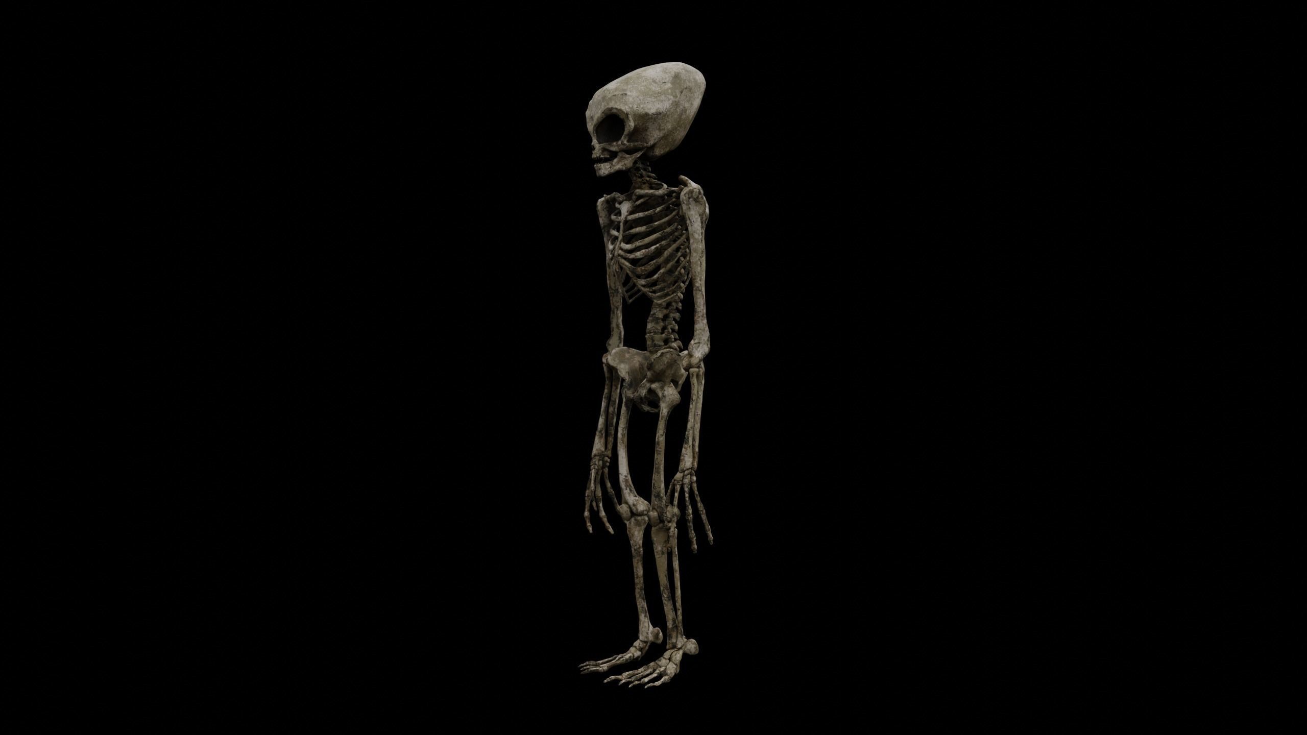 Humanoid Alien Skeleton  Low-poly 3D model_24