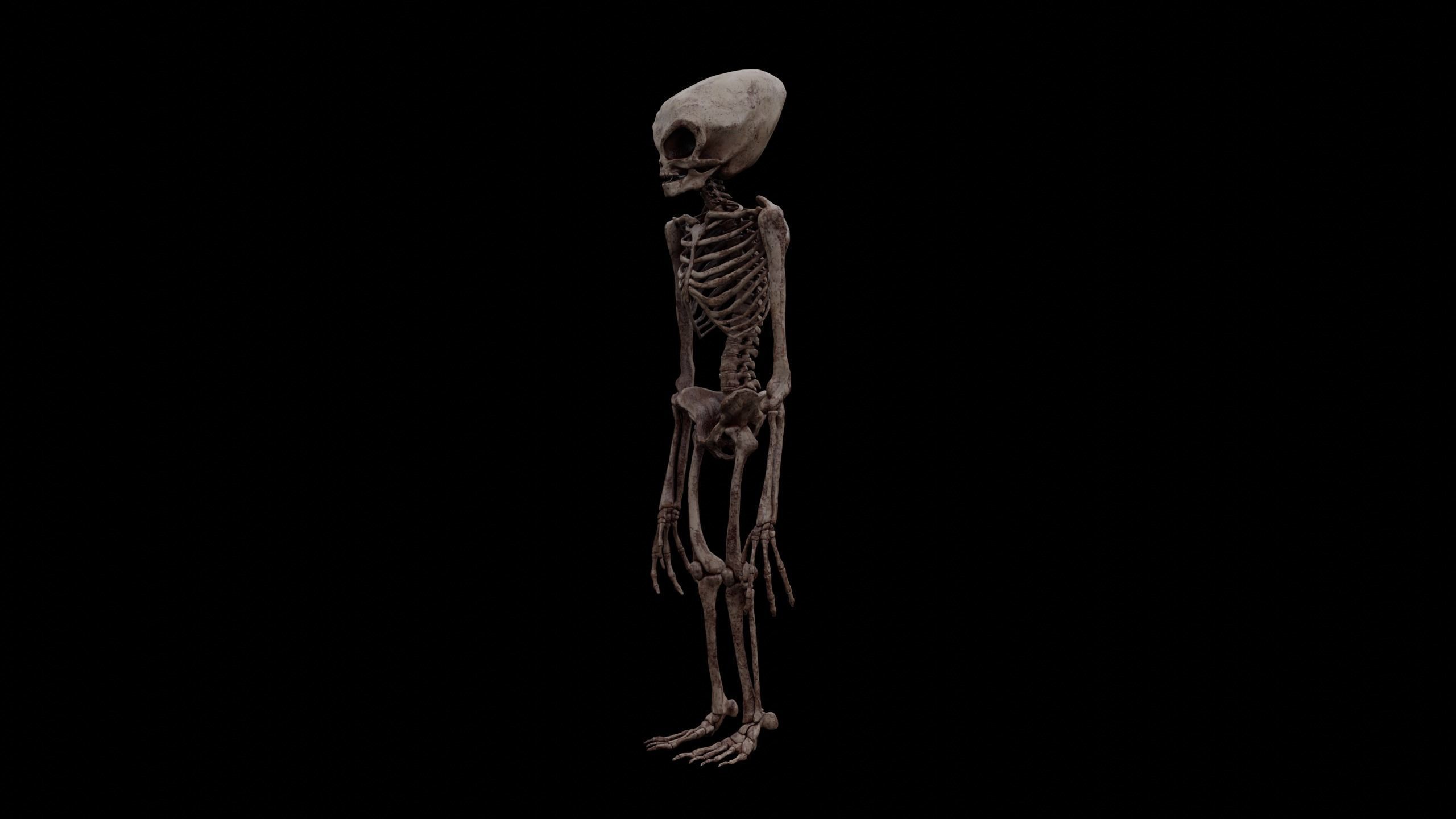 Humanoid Alien Skeleton  Low-poly 3D model_14