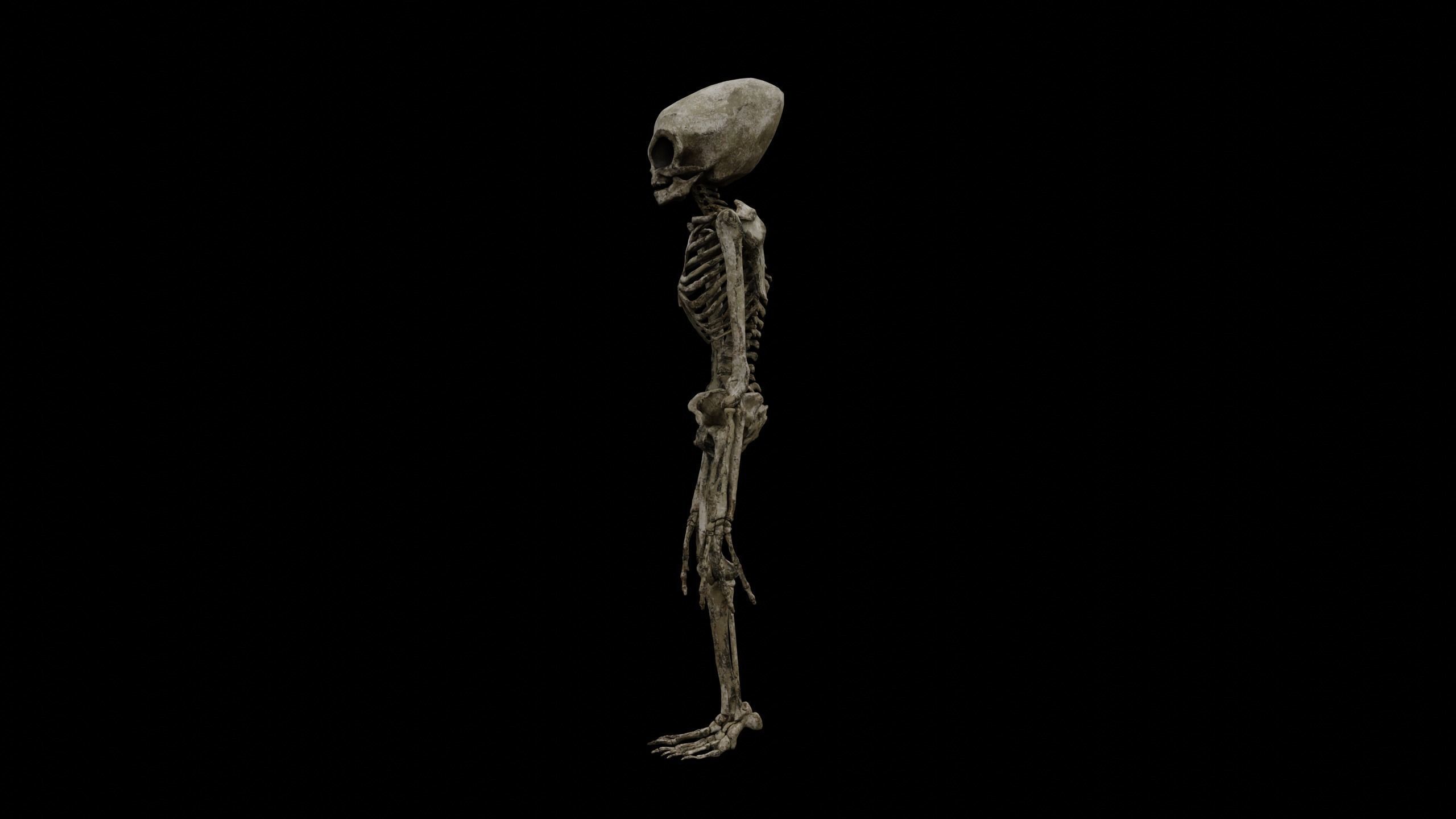 Humanoid Alien Skeleton  Low-poly 3D model_18