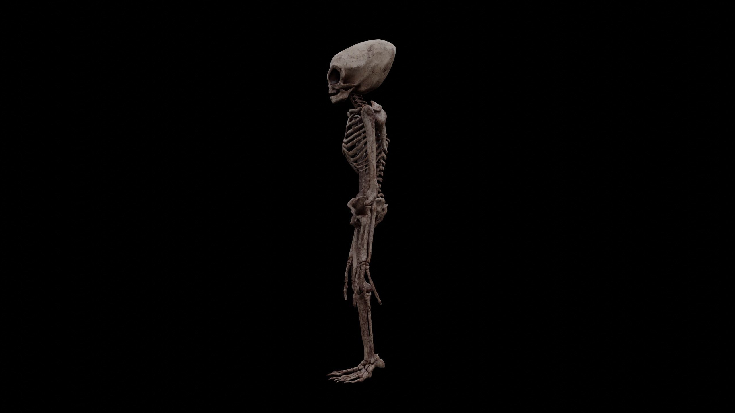 Humanoid Alien Skeleton  Low-poly 3D model_26
