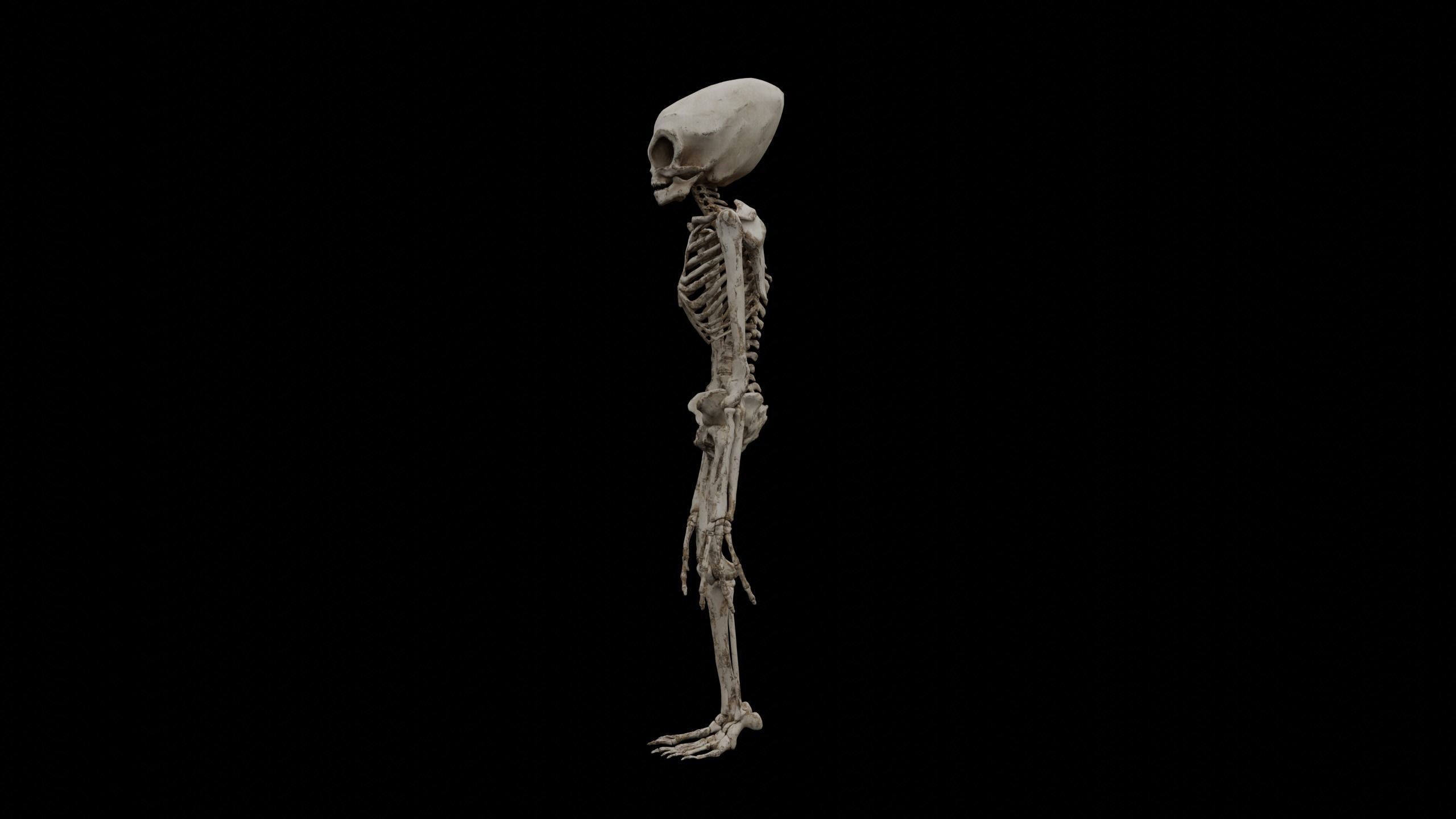 Humanoid Alien Skeleton  Low-poly 3D model_8