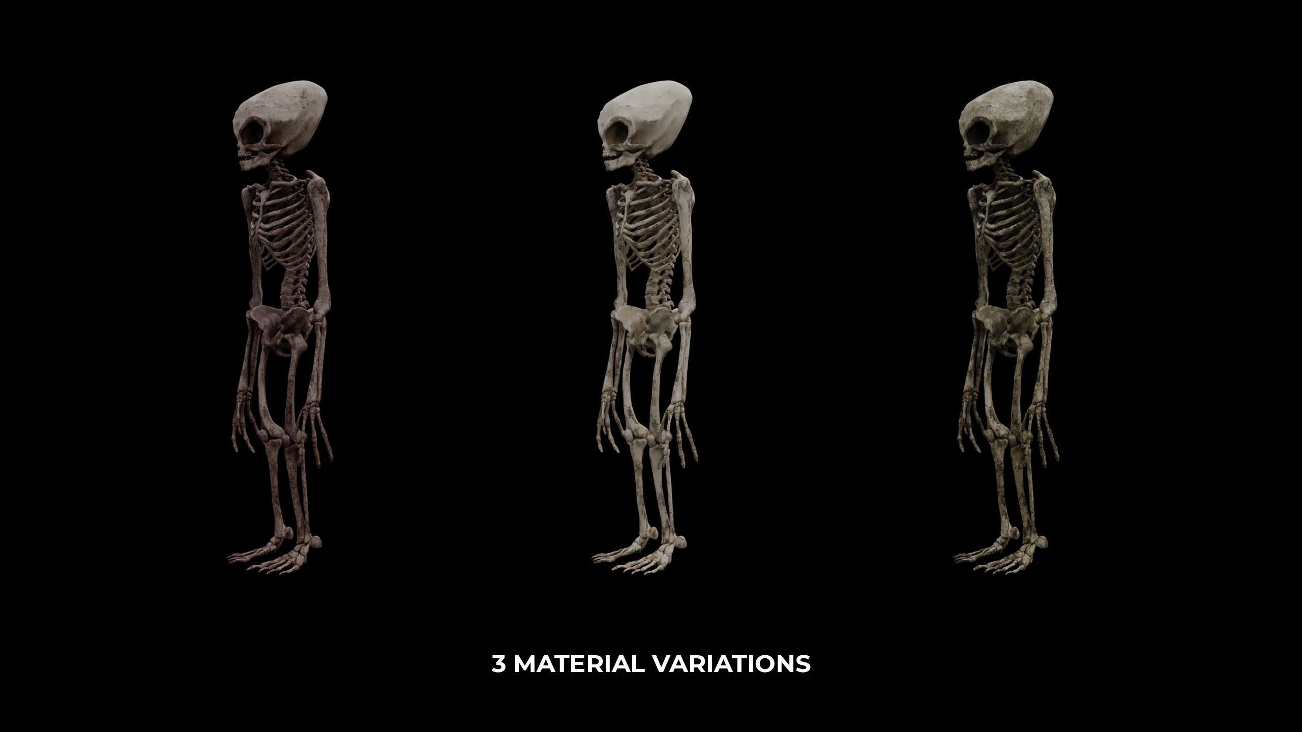 Mythical Creature Skeleton Anatomy 3D Model Collection_10