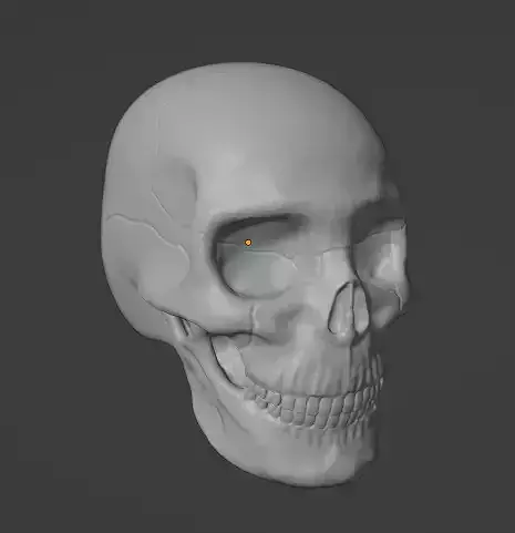 Skull- horned skull