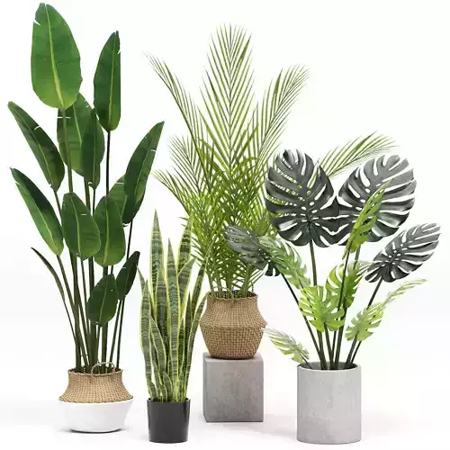 Indoor Plants set 03