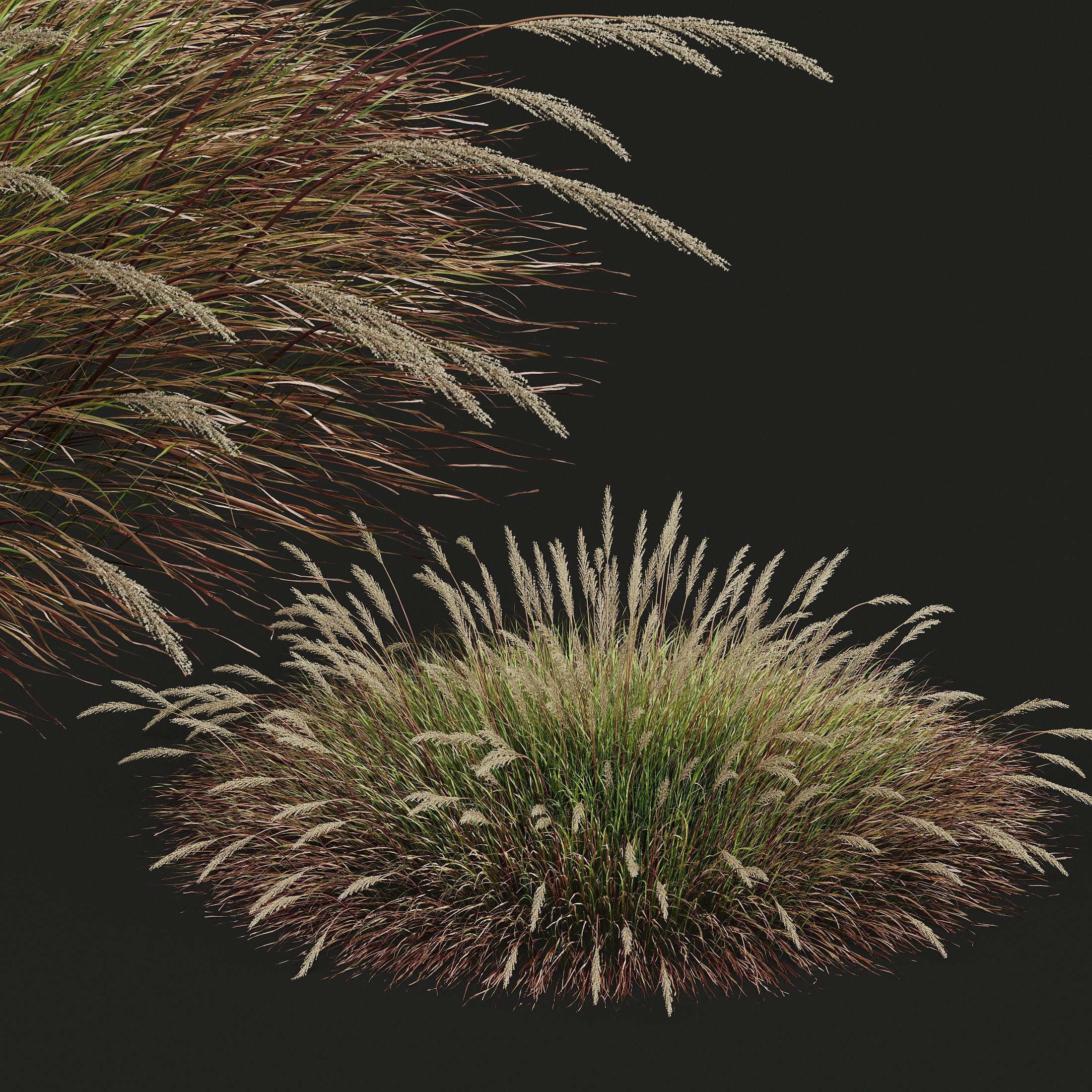 Plants Calamagrostis Acutiflora Karl Foerster Wide 3D model_3
