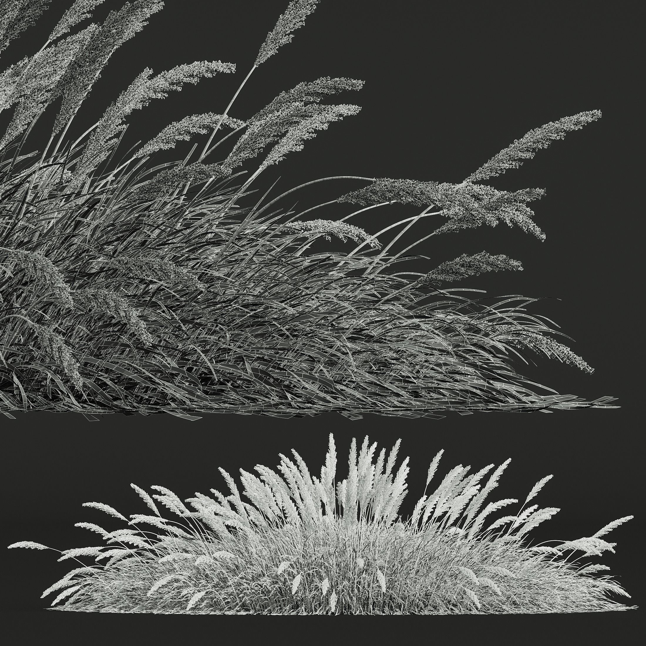 Plants Calamagrostis Acutiflora Karl Foerster Wide 3D model_4