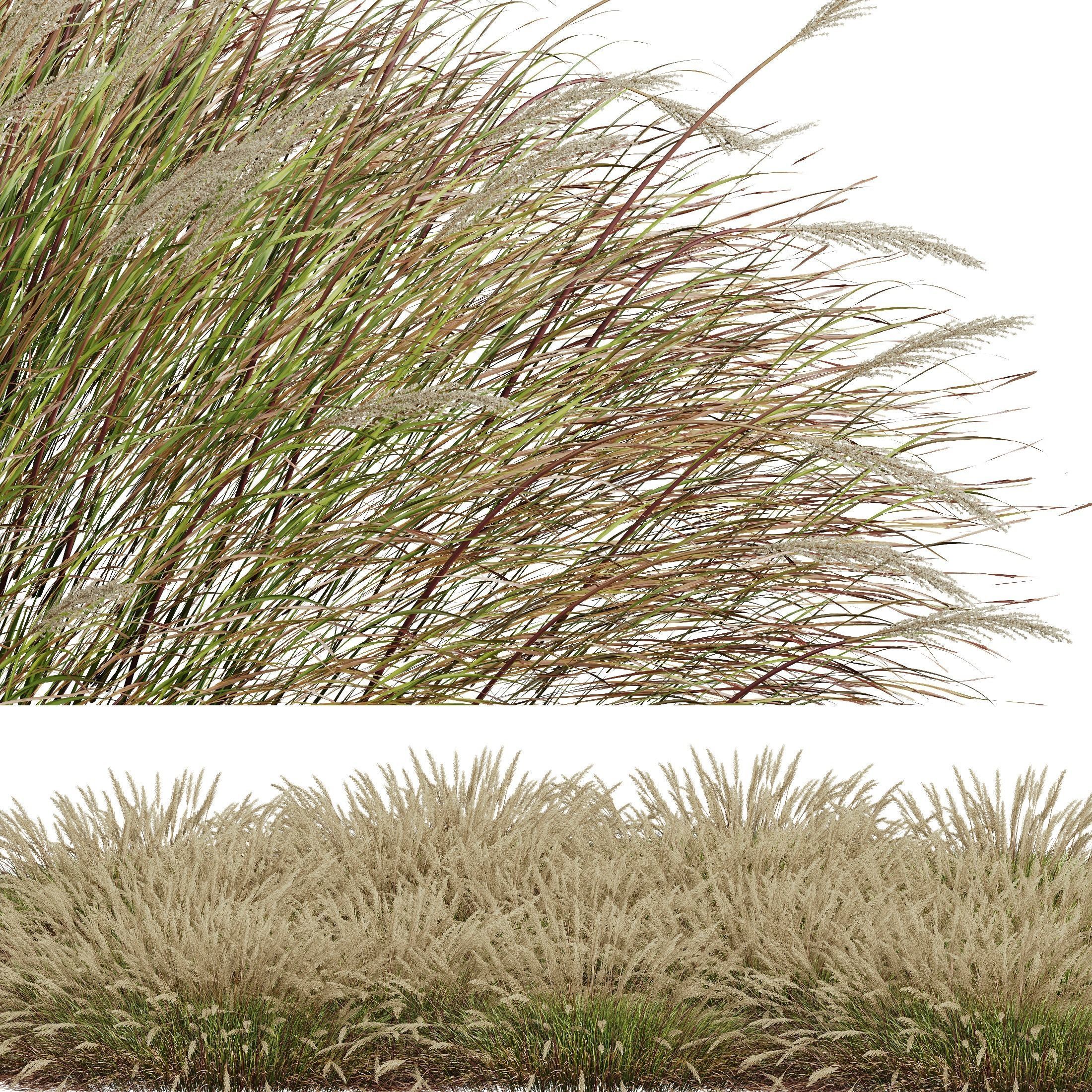 Plants Calamagrostis Acutiflora Karl Foerster Wide 3D model_2